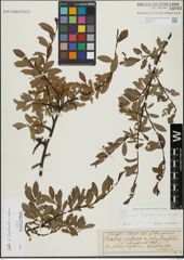 Foto von Salix hegetschweileri Heer x Salix retusa L.